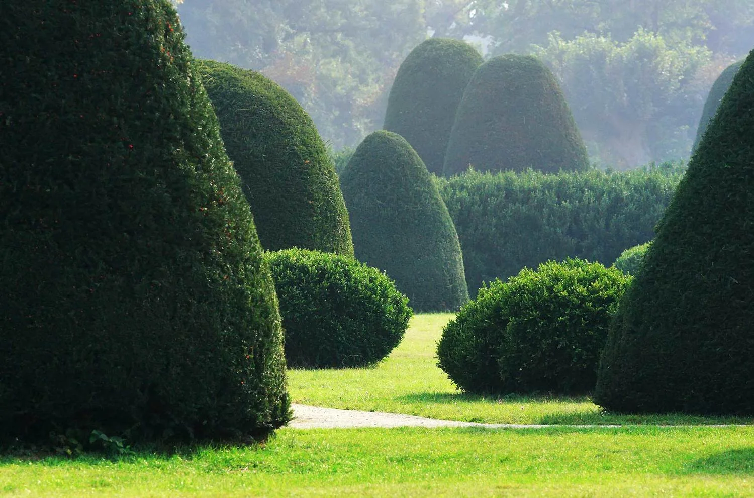 homepage topiary.jpg