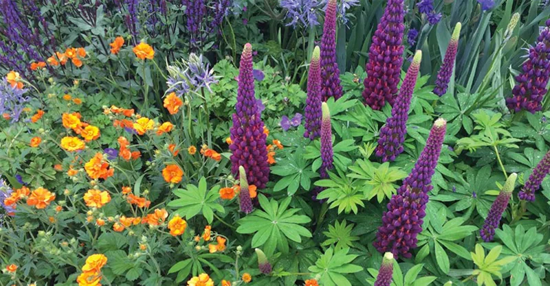 Lupin Masterpiece , Salvia Caradonna and the orange Geum