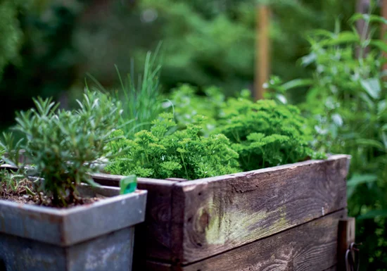 Kitchen-garden-header-image.jpg