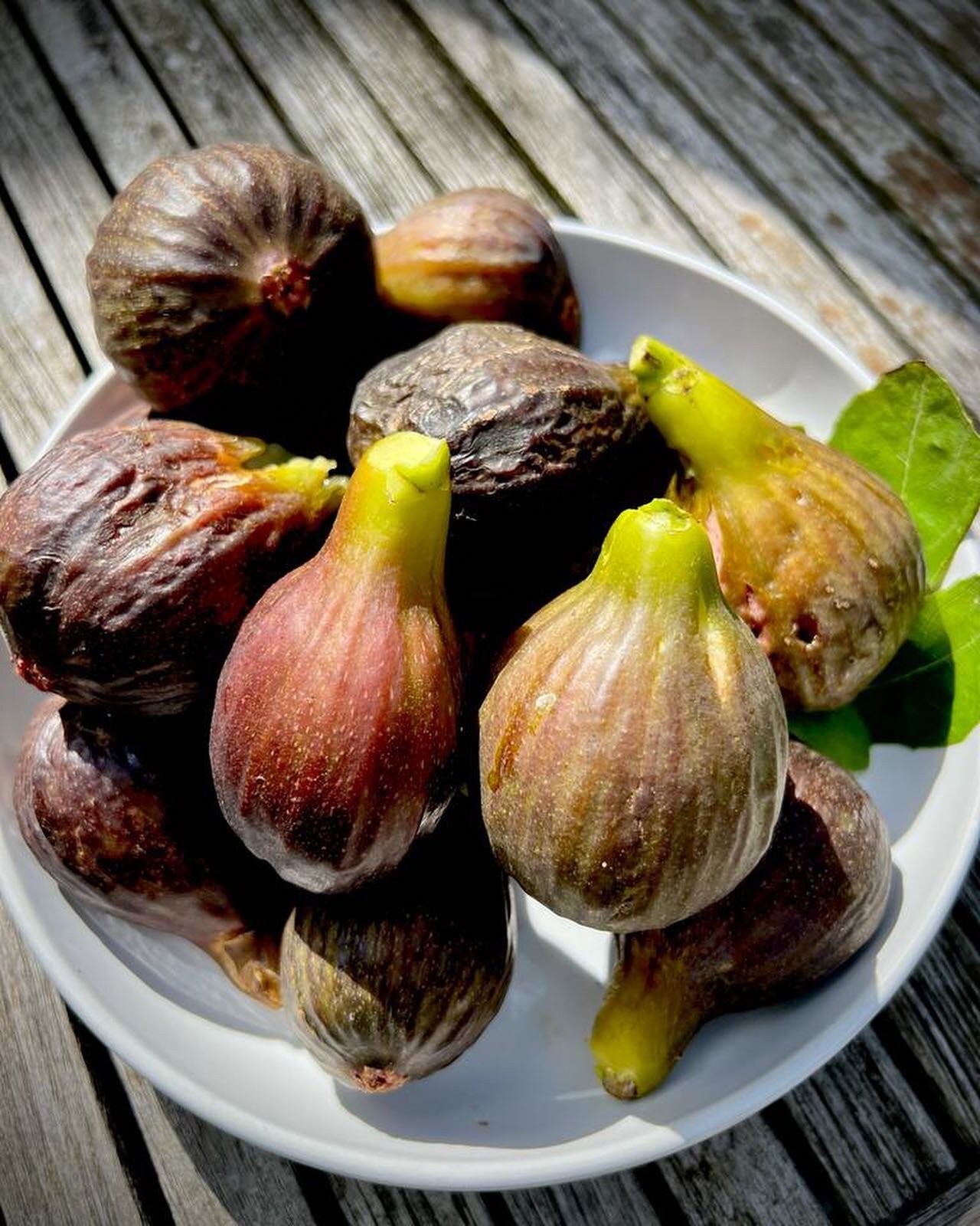 FIGS : : Literally dropping from my tree at the moment &ndash; beautifully ripe.

Planted on my terrace, with roots contained within a raised planting bed to encourage fruiting. 

Ficus carica &lsquo;Brown Turkey&rsquo; &ndash; my favourite variety f