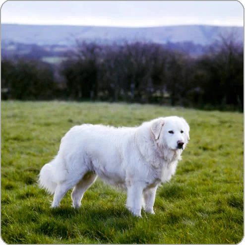 maremma guardian