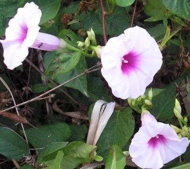 ipomoea_tiliacea.jpg
