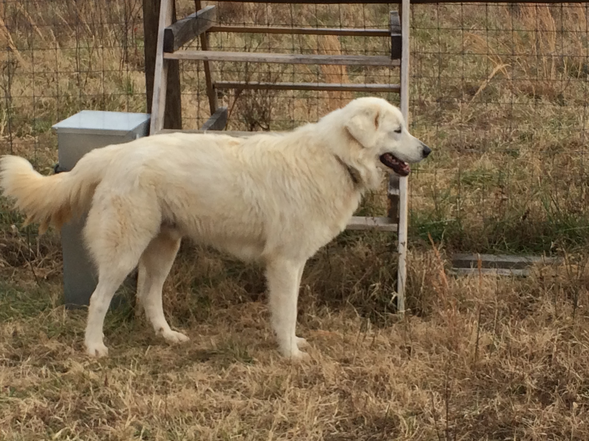 maremma livestock guardian dog