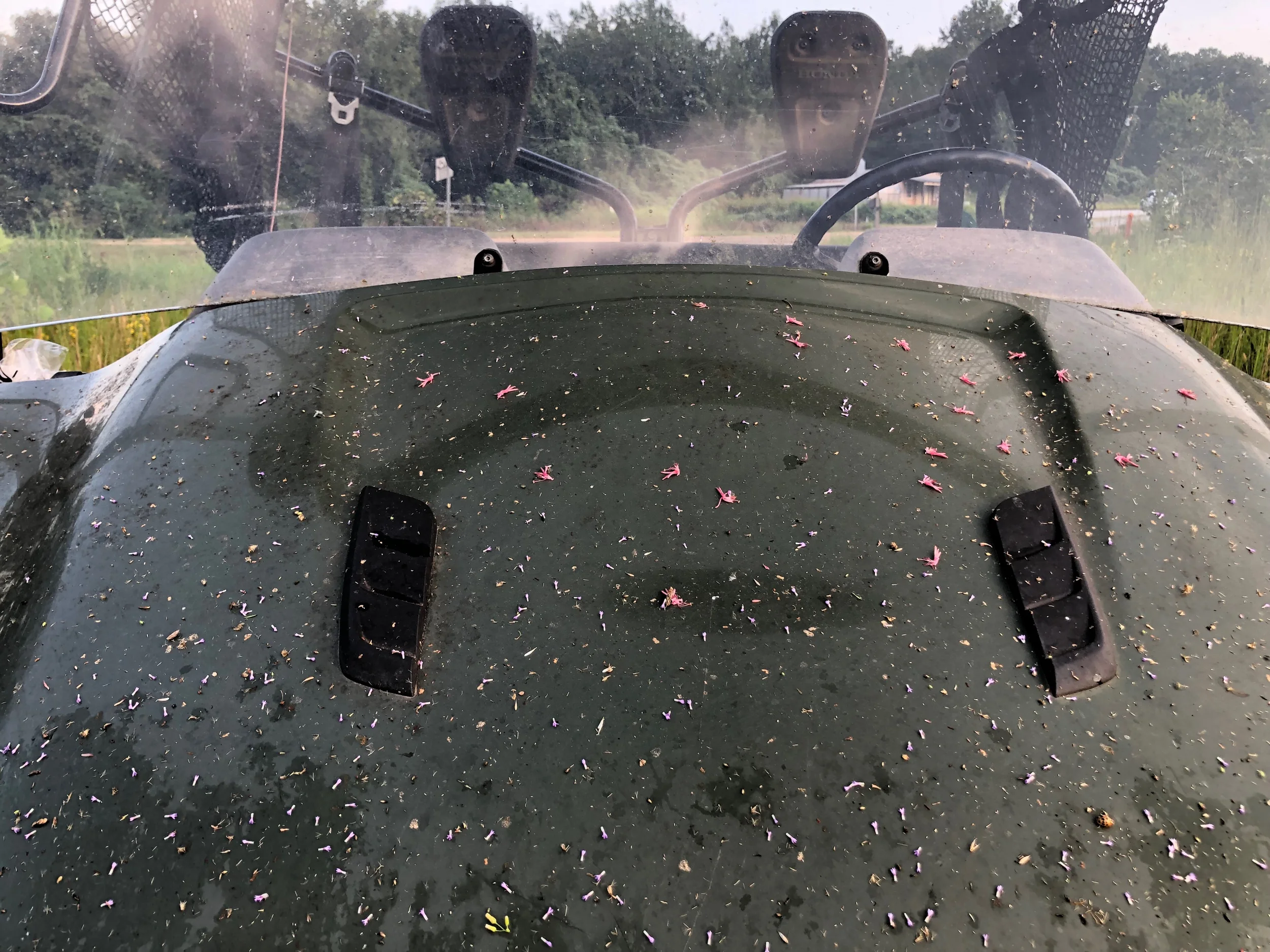 Flower petals over the hood