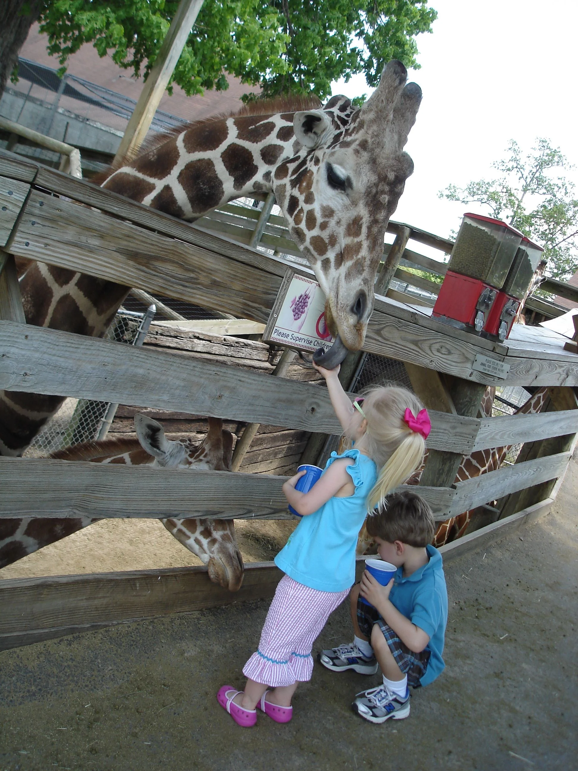 2011 Kevin-Zoo 068.jpg