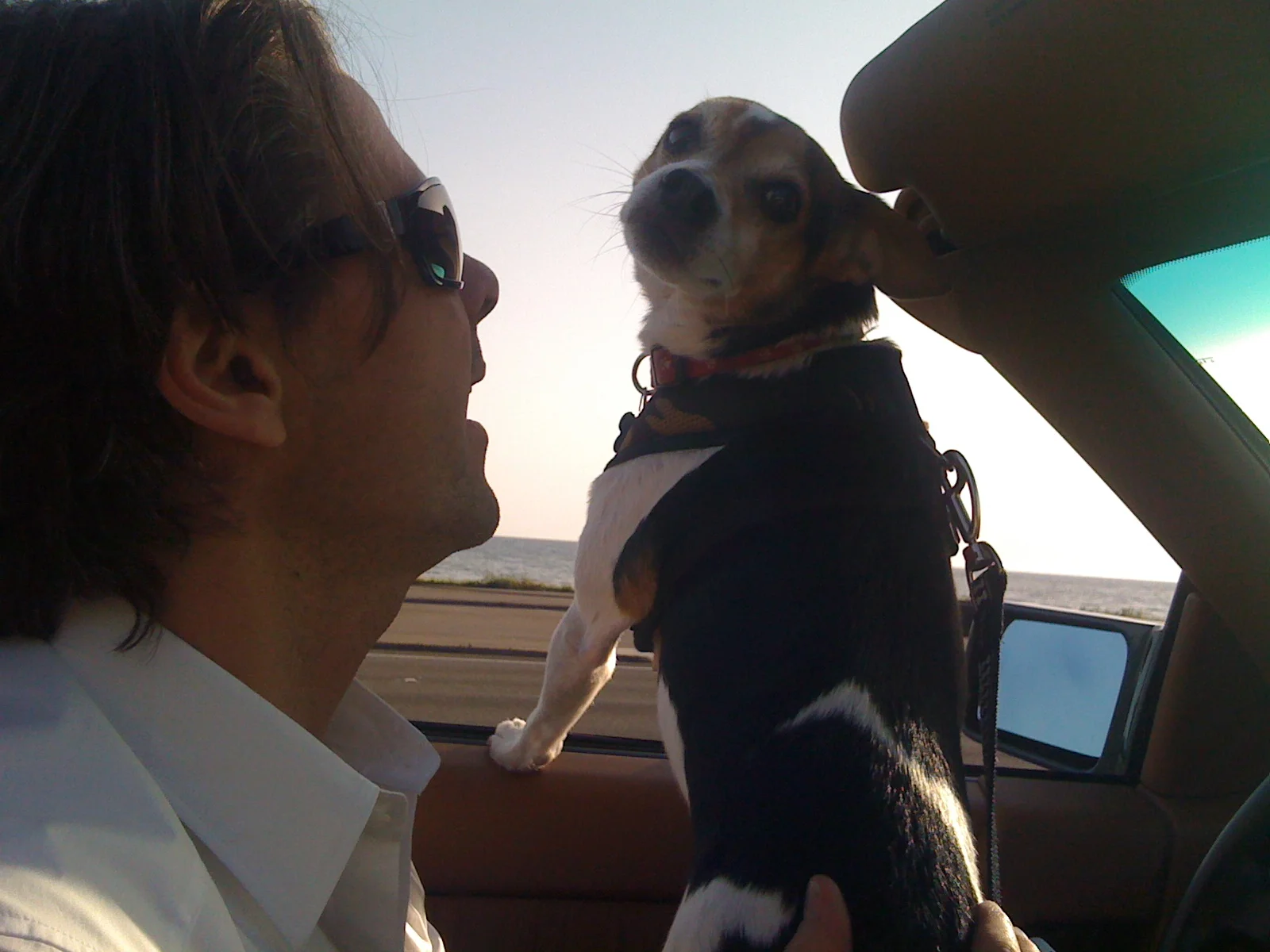 Magic Creatures, Great and Small