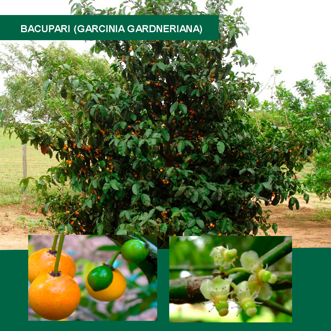 Bacupari-(Garcinia-gardneriana).jpg