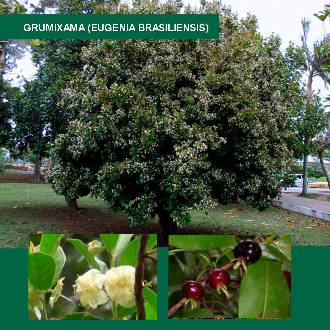 Grumixama-(Eugenia-brasiliensis).jpg