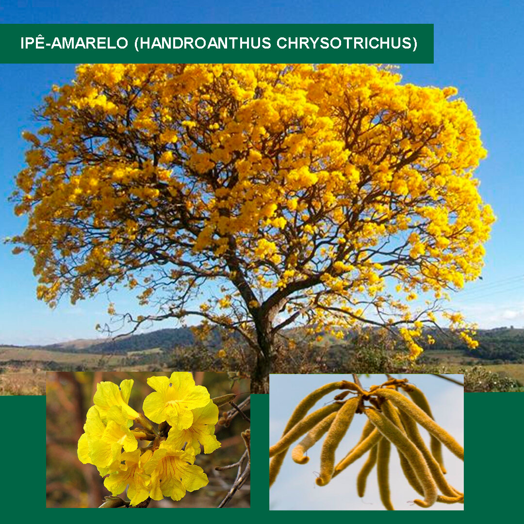 Ipê-amarelo-(Handroanthus-chrysotrichus).jpg