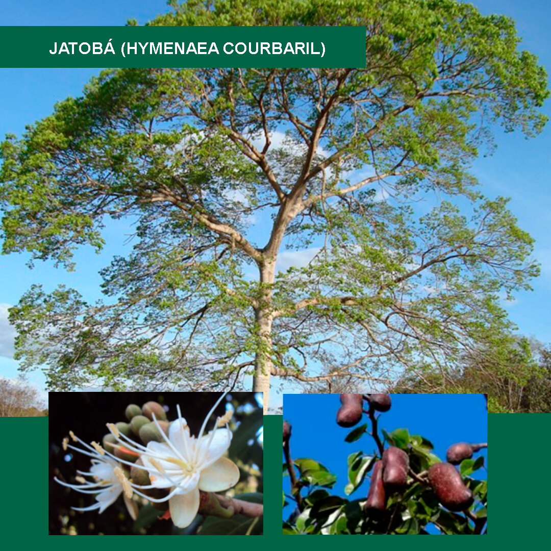 Jatobá-(Hymenaea-courbaril).jpg
