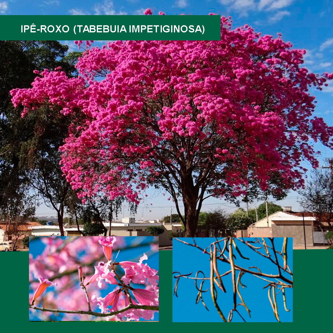 Ipê-roxo-(Tabebuia-impetiginosa).jpg