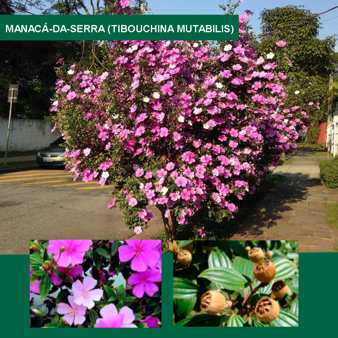 Manacá-da-serra-(Tibouchina-mutabilis).jpg