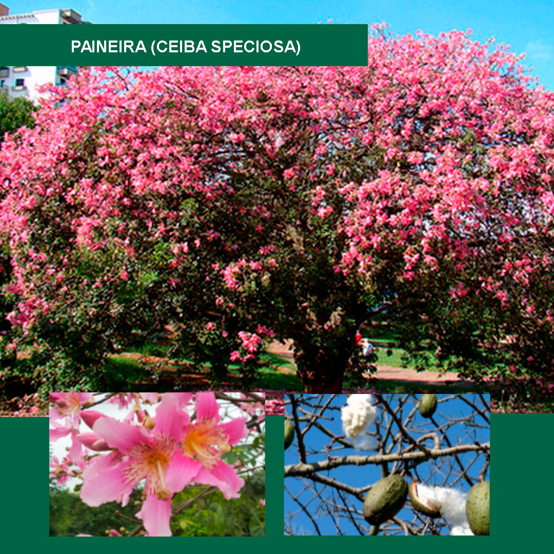 Paineira-(Ceiba-speciosa).jpg