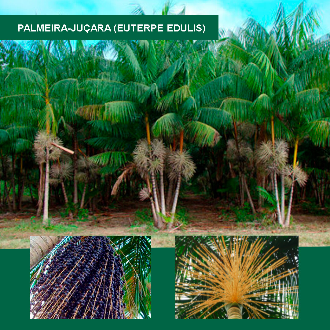Palmeira-juçara-(Euterpe-edulis).jpg