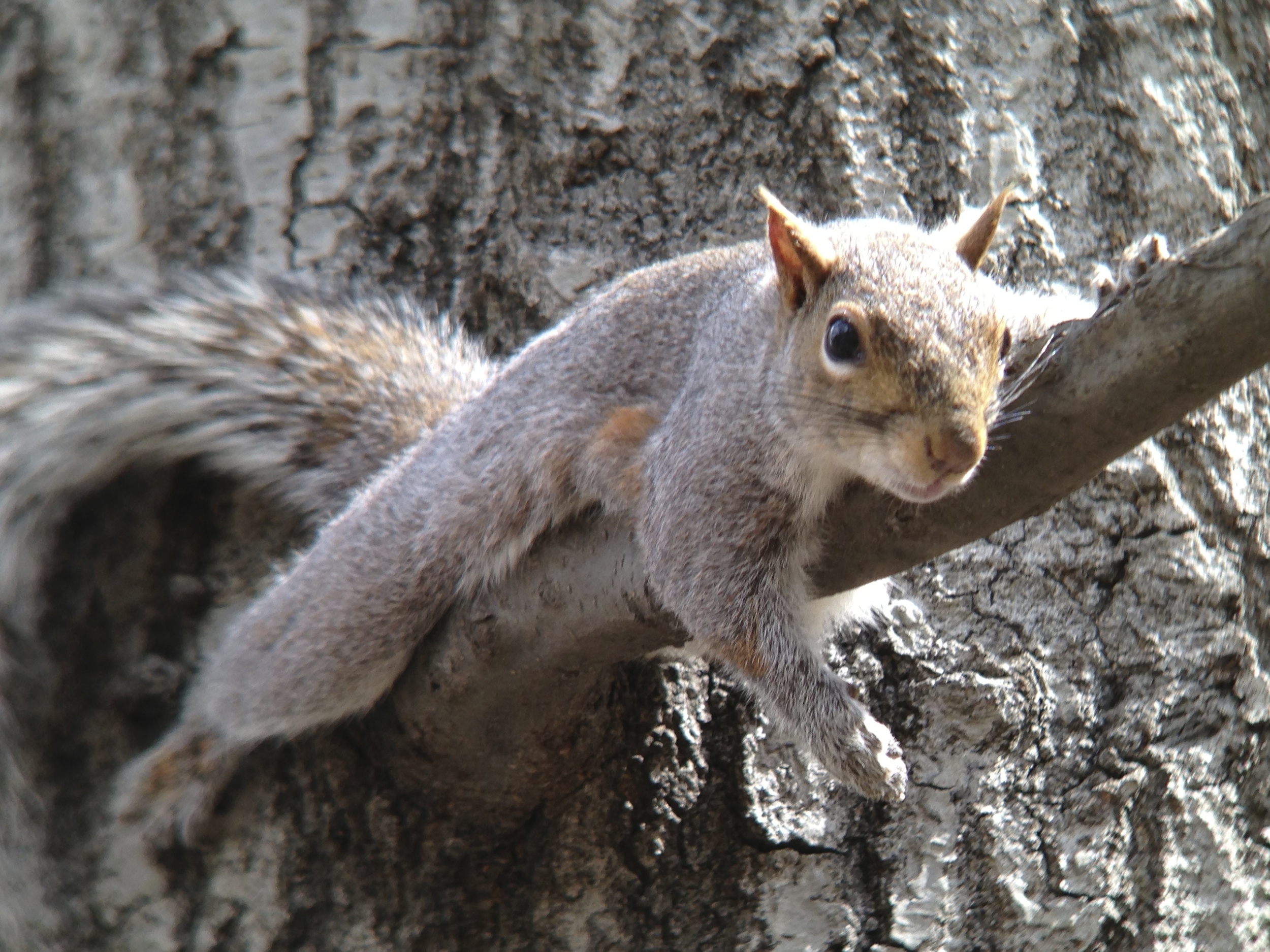 Squirrel in Central Park