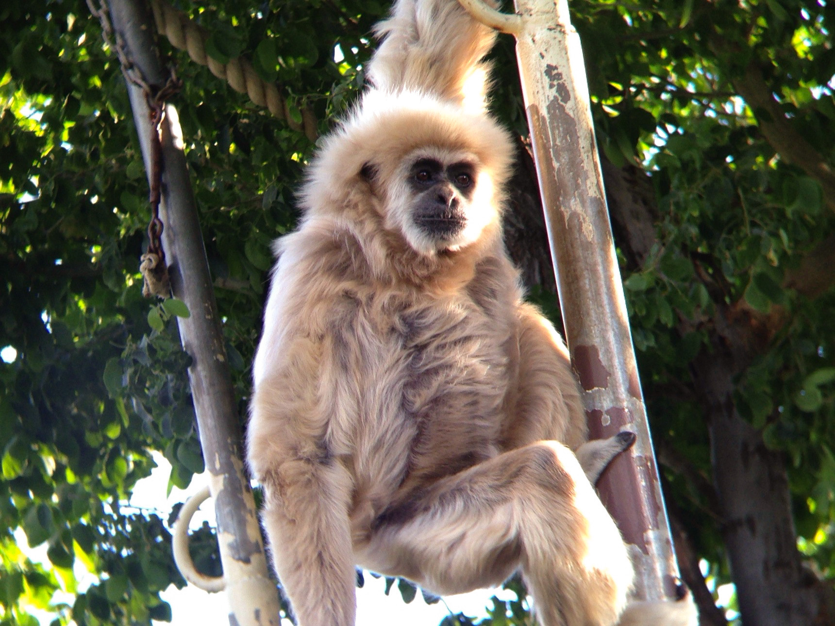 White-Handed Gibbon at the Honolulu Zoo