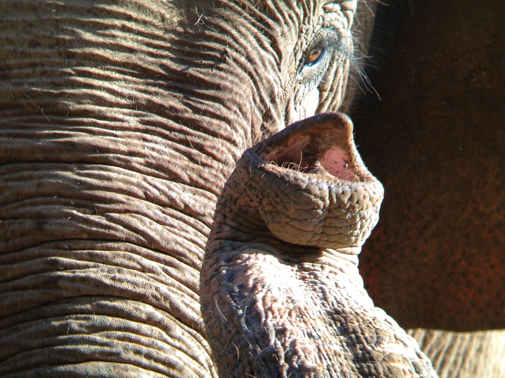 Elephant at the Honolulu Zoo