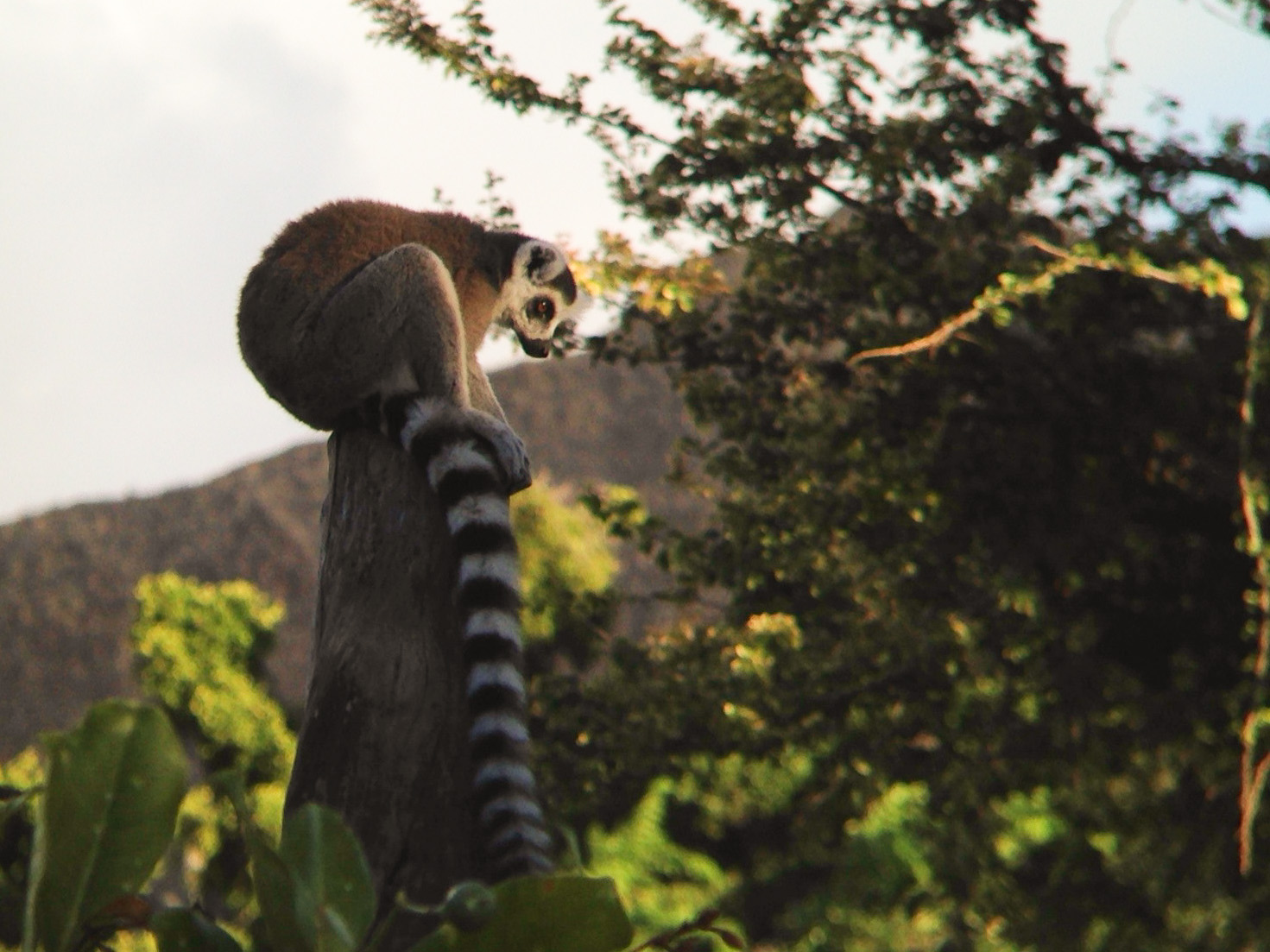 Ring-tailed lemur at the Honolulu Zoo