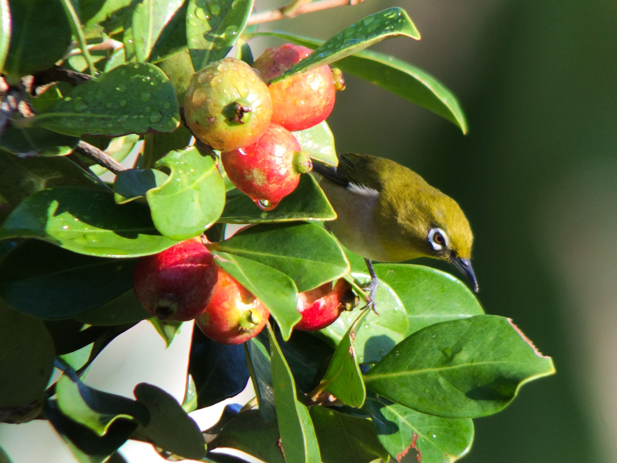 Whiteeye.jpg