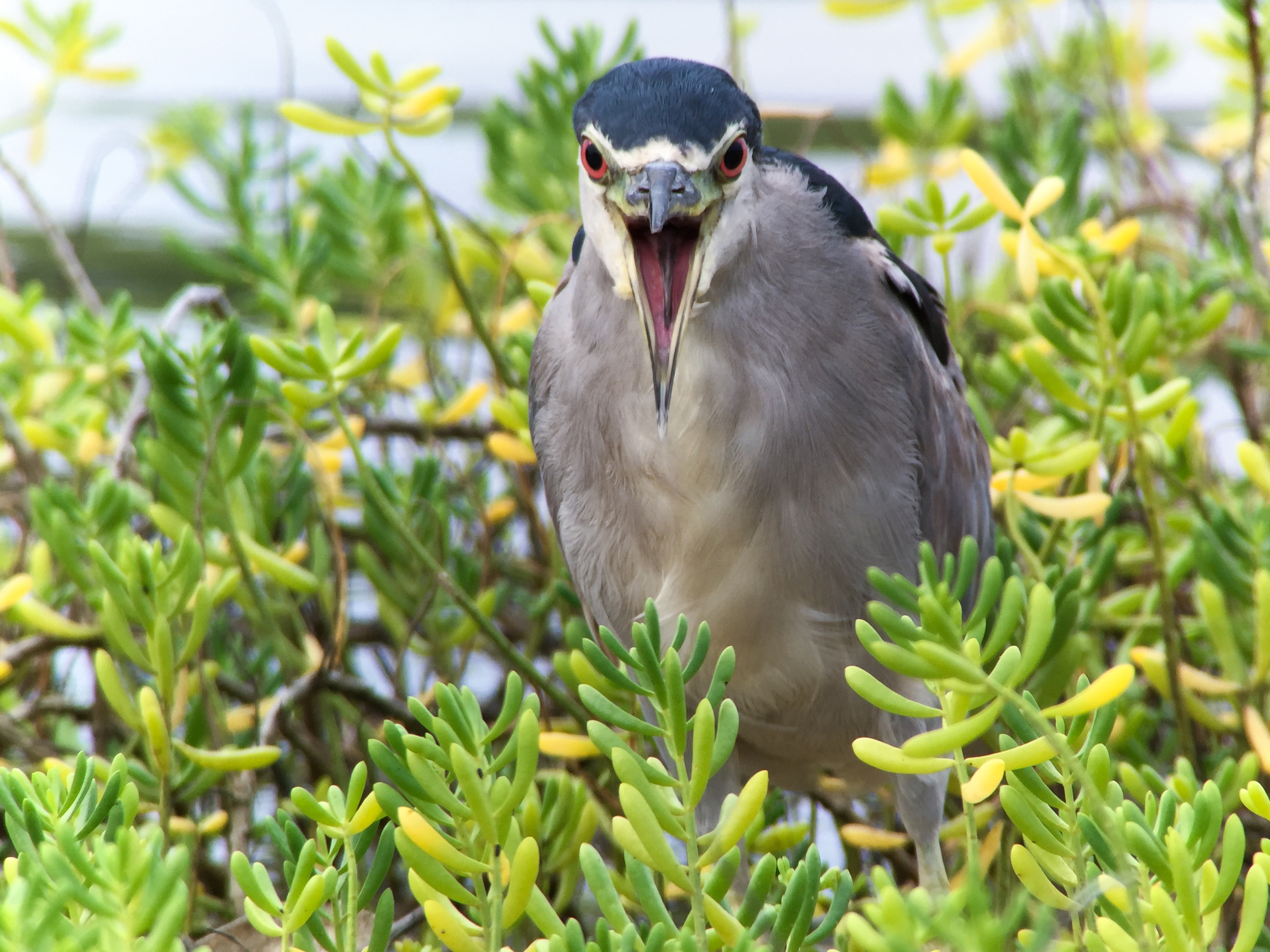 Black-Crowned Night Heron