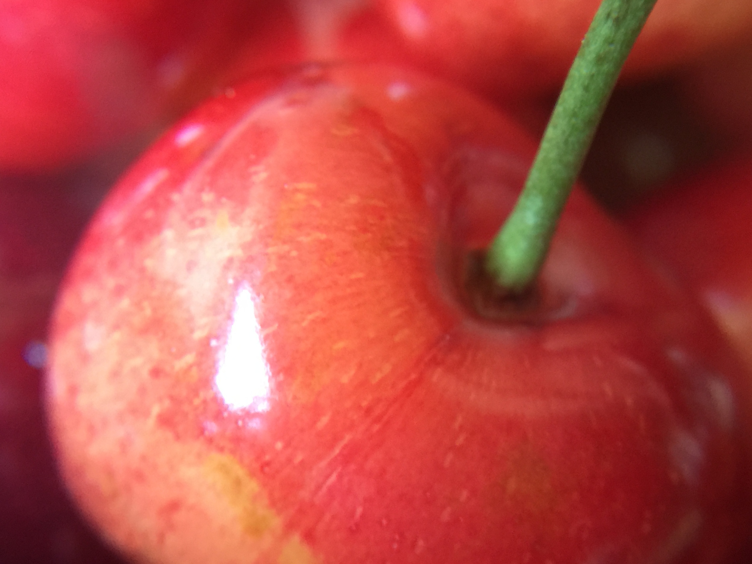 Rainier cherry captured with Snapzoom, a 10X plastic loupe and the iPhone 6 plus.