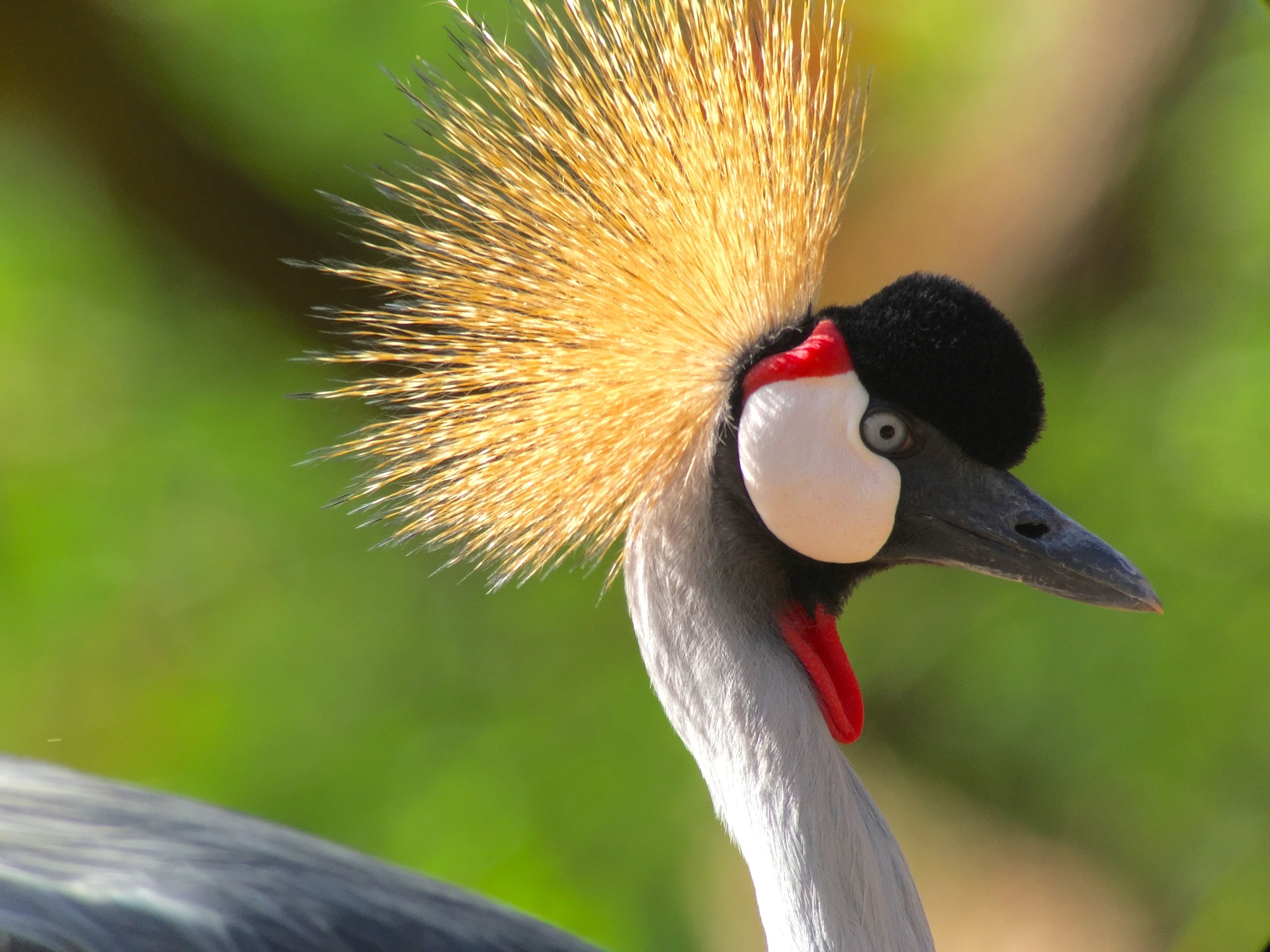 This black crowned crane was spectacular. 
