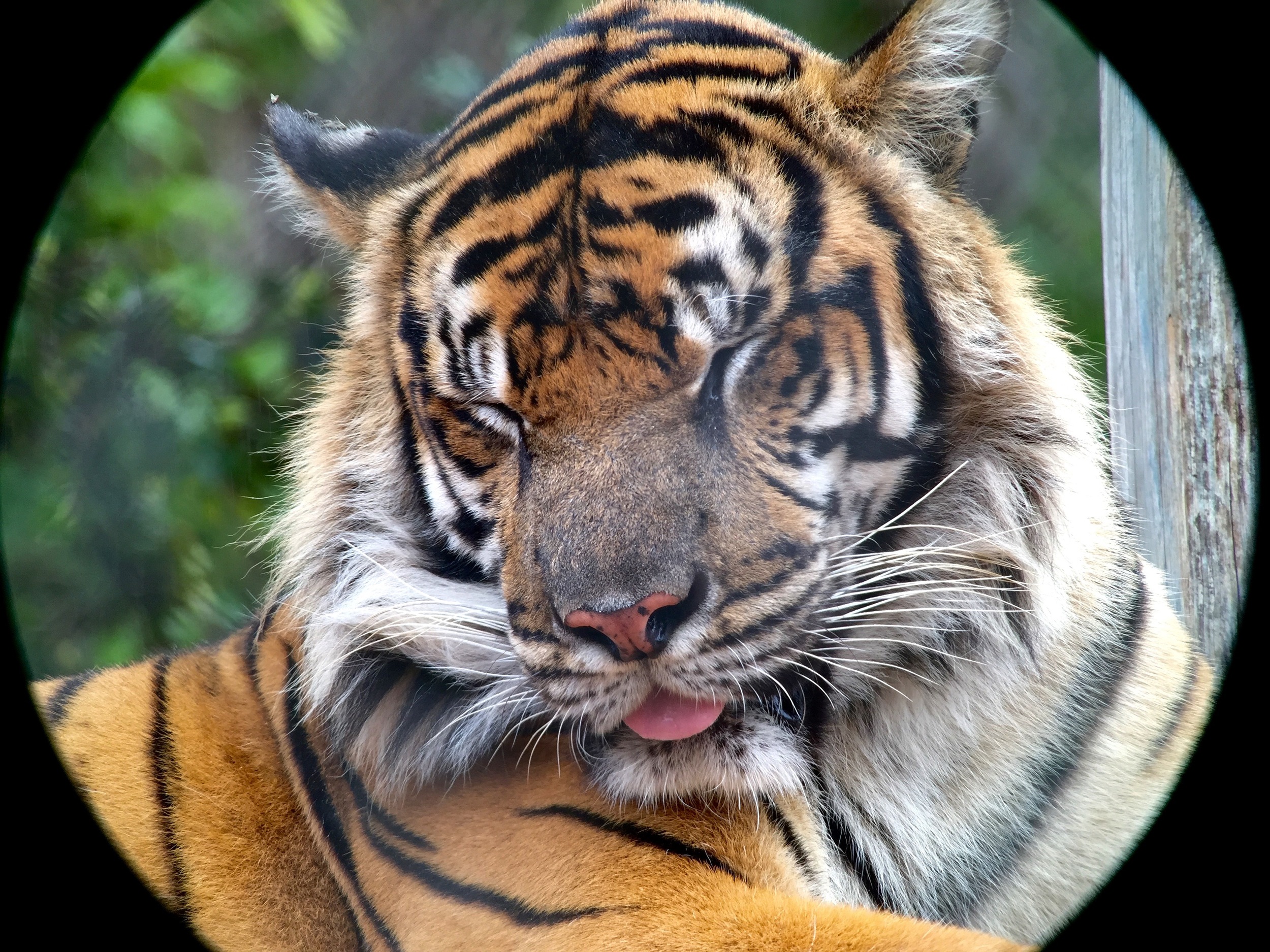 We rather liked the black vignetting around this sleeping tiger, but you can zoom in slightly on when using Snapzoom to avoid it, like in the other photos here.