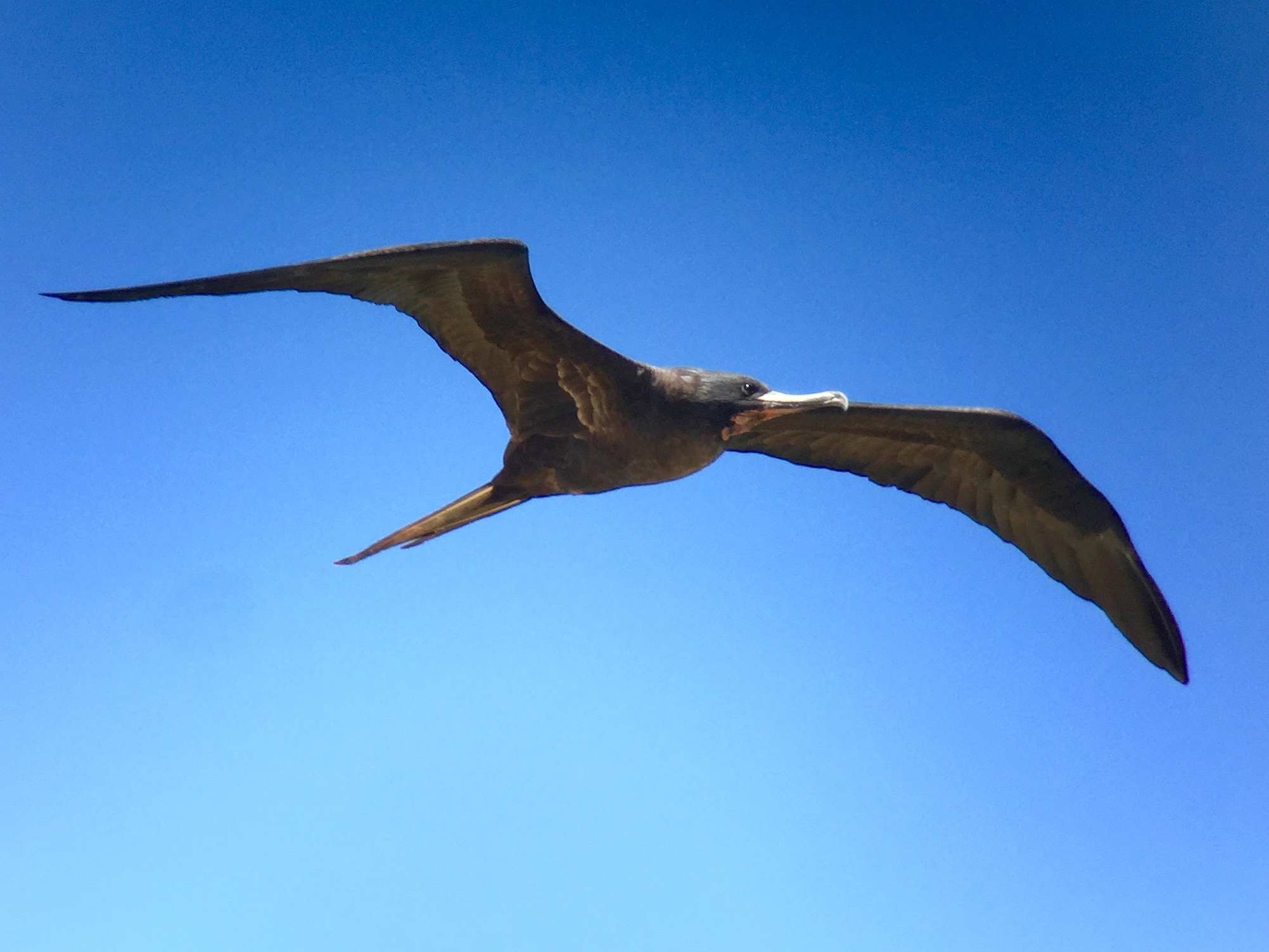 The Iwa bird.