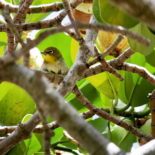 Japanese white eye captured with a #Snapzoom adapter, #swarovskioptik #binoculars, and an #iphonexsmax. #shotoniphone #birds #birdsofınstagram