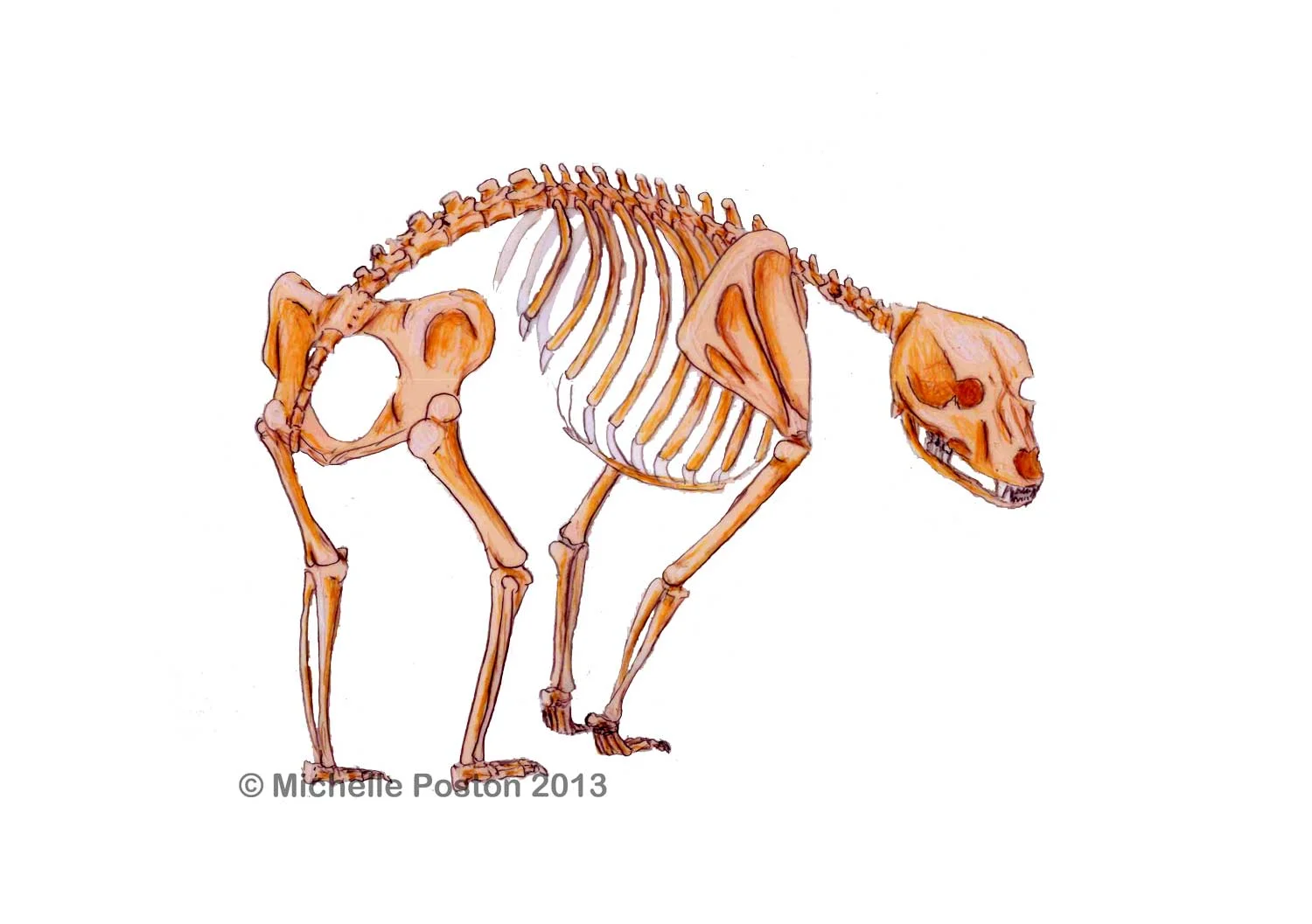 Black bear skeletal layer
