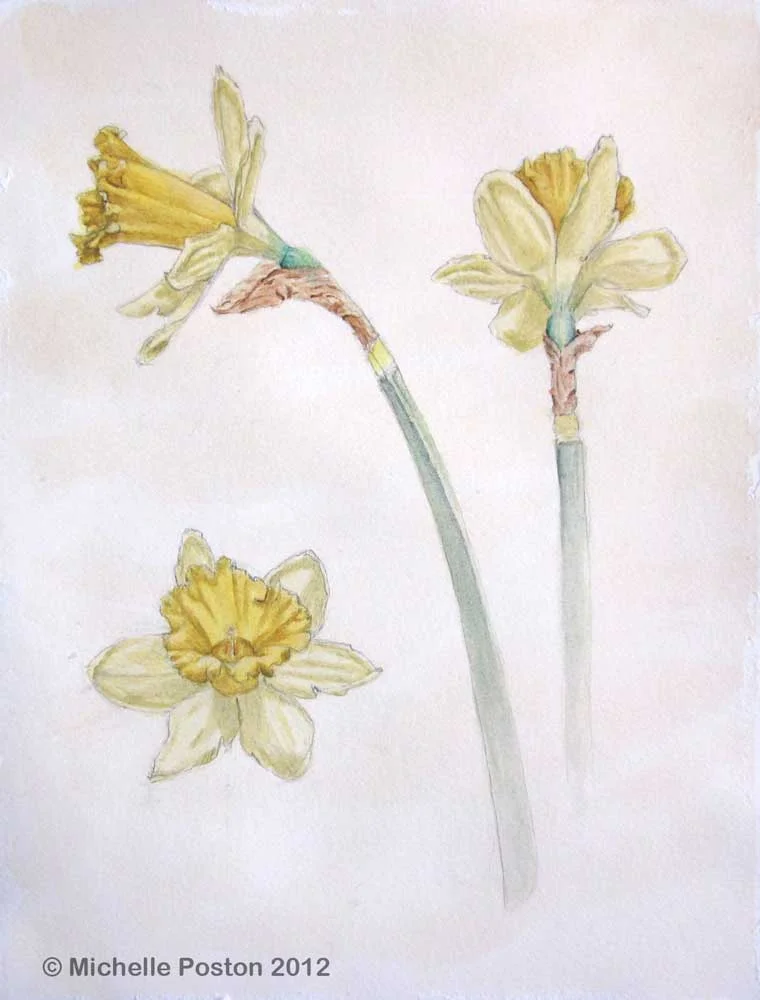 Daffodil