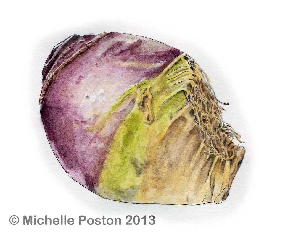 Rutabaga