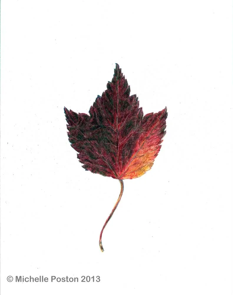 Maple Leaf