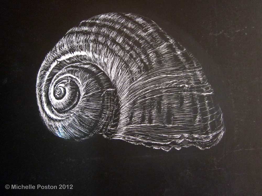Apple Snail Shell