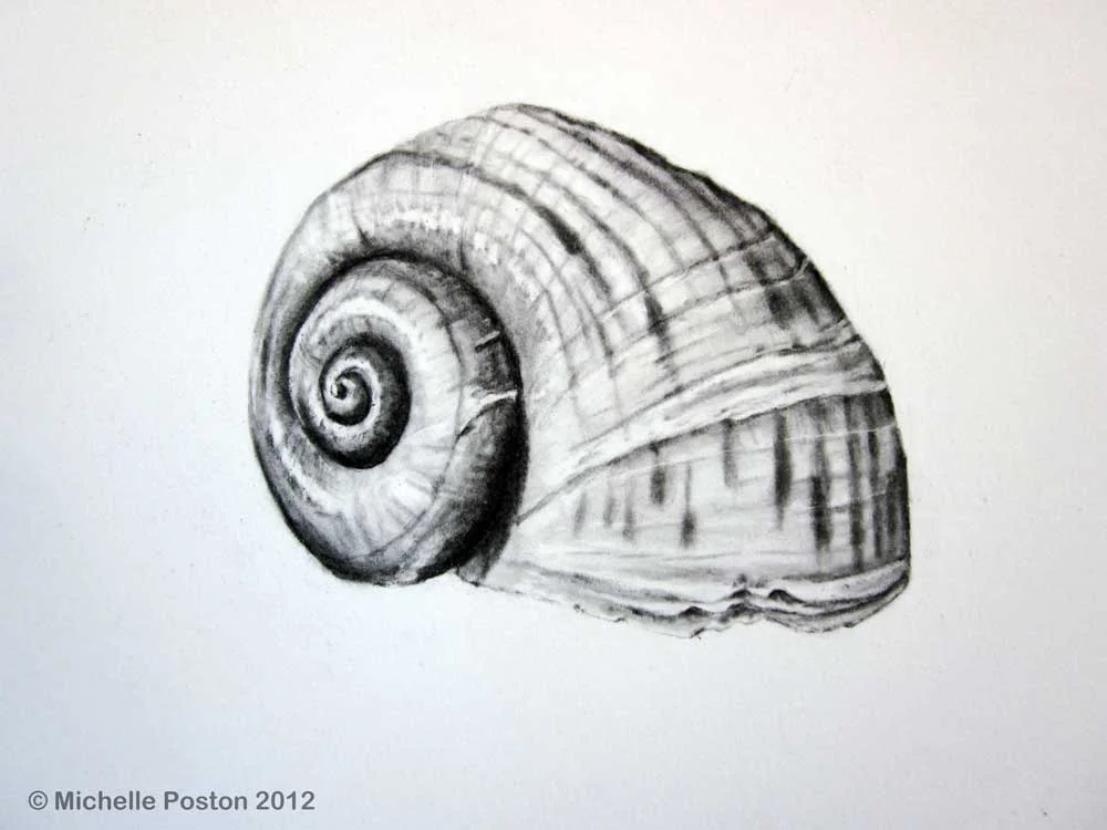 Apple Snail Shell