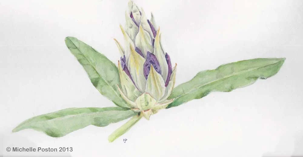 Rhododendron
