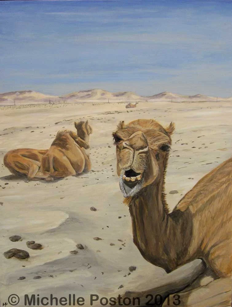Bahraini Camels