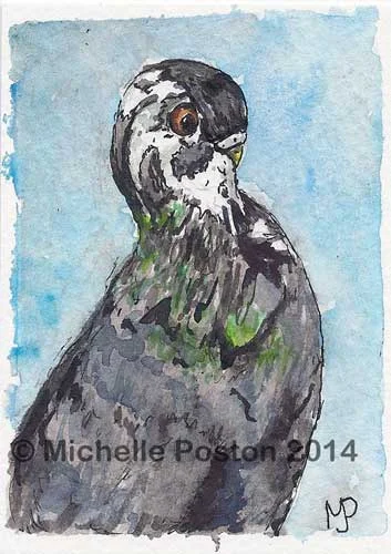 Proud Pigeon