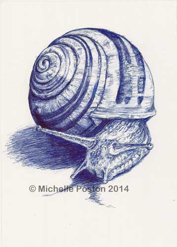 Blue Snail