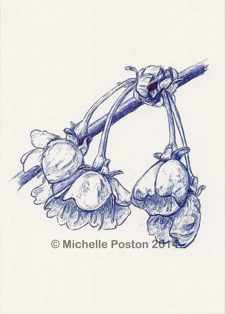 Blue Blossom
