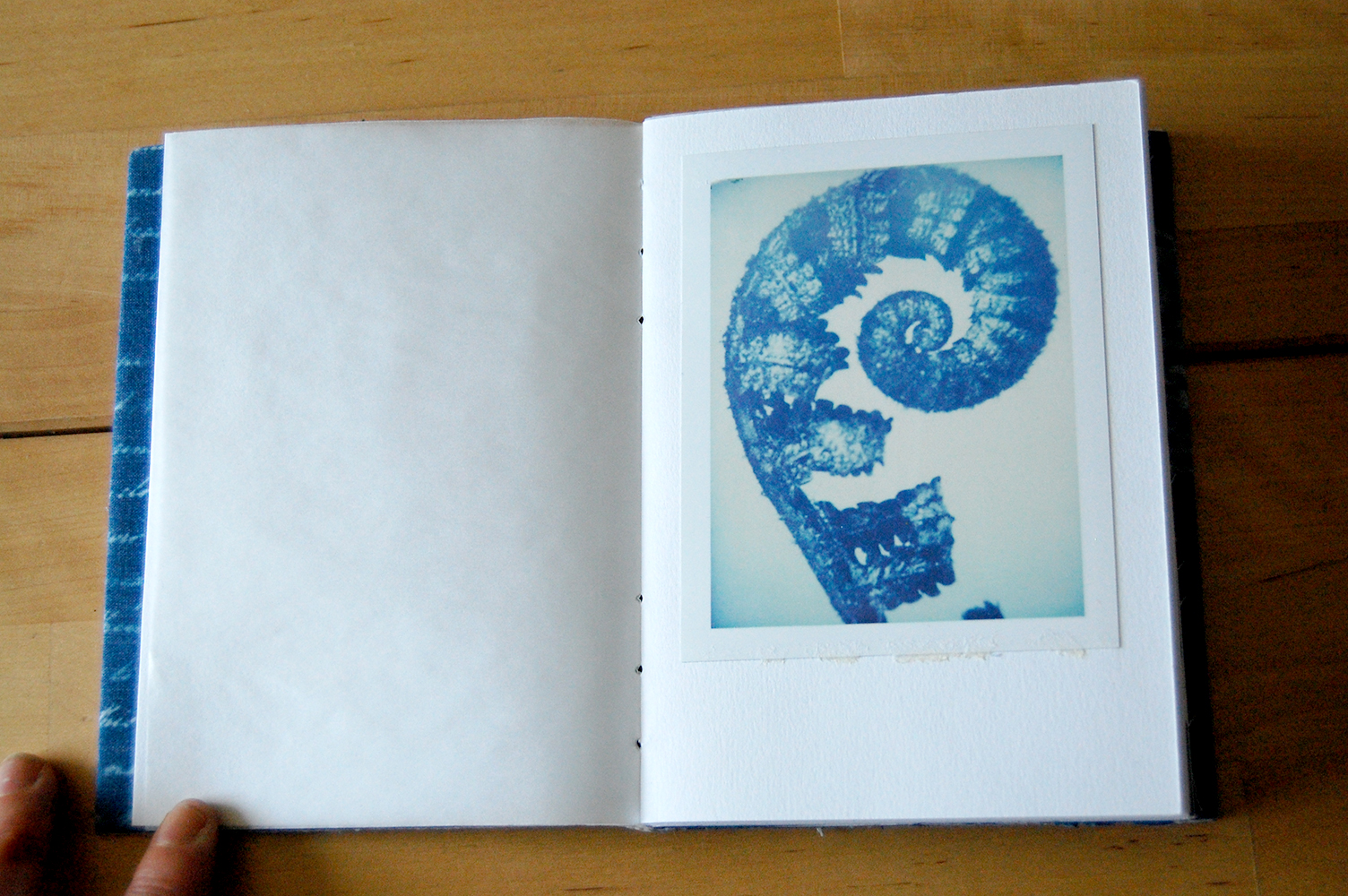  ​botanical images are polaroid reproductions of originals by karl blossfeld. 