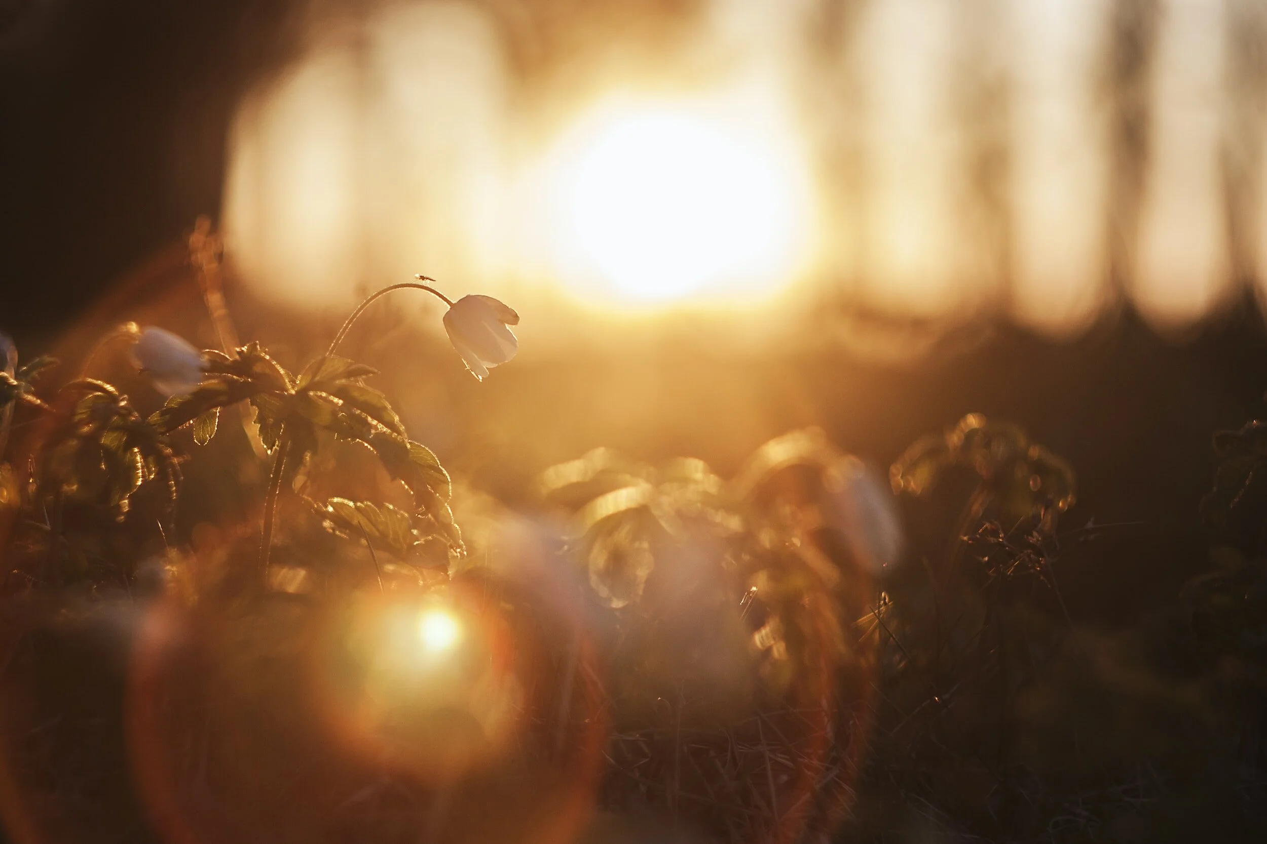 SERMON SPOTLIGHT  *  12/24/23