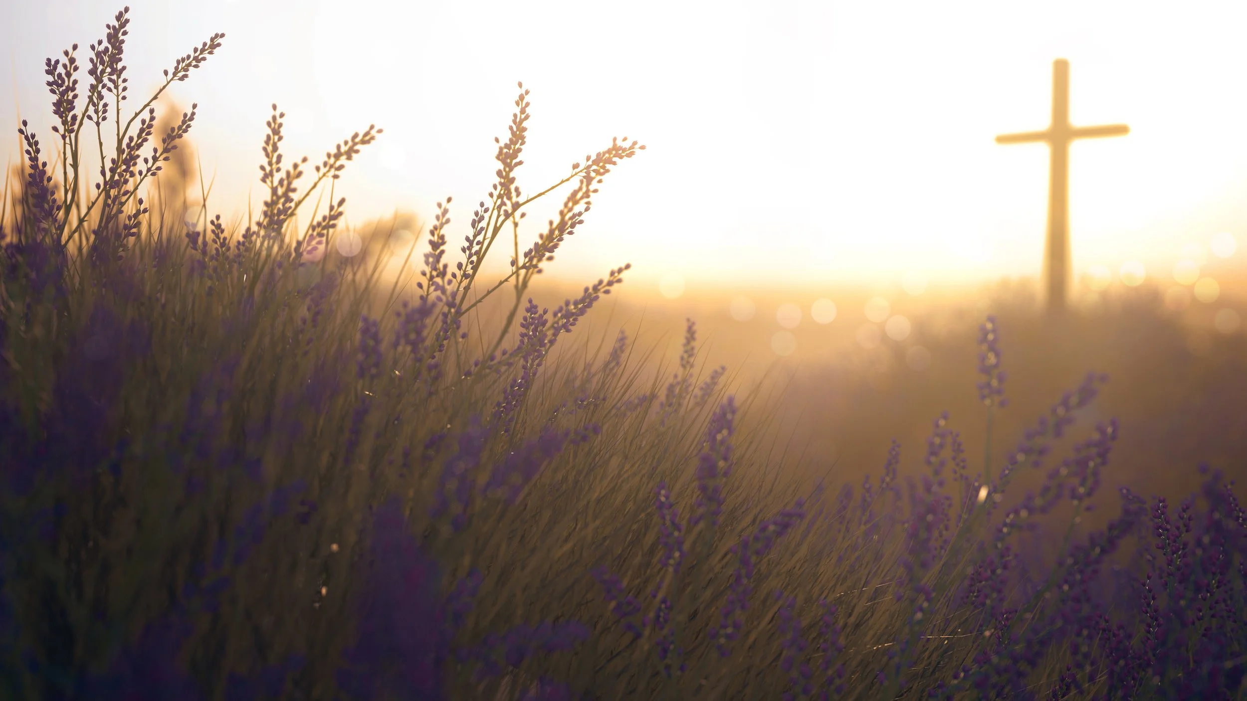 SERMON SPOTLIGHT  *  3/15/26