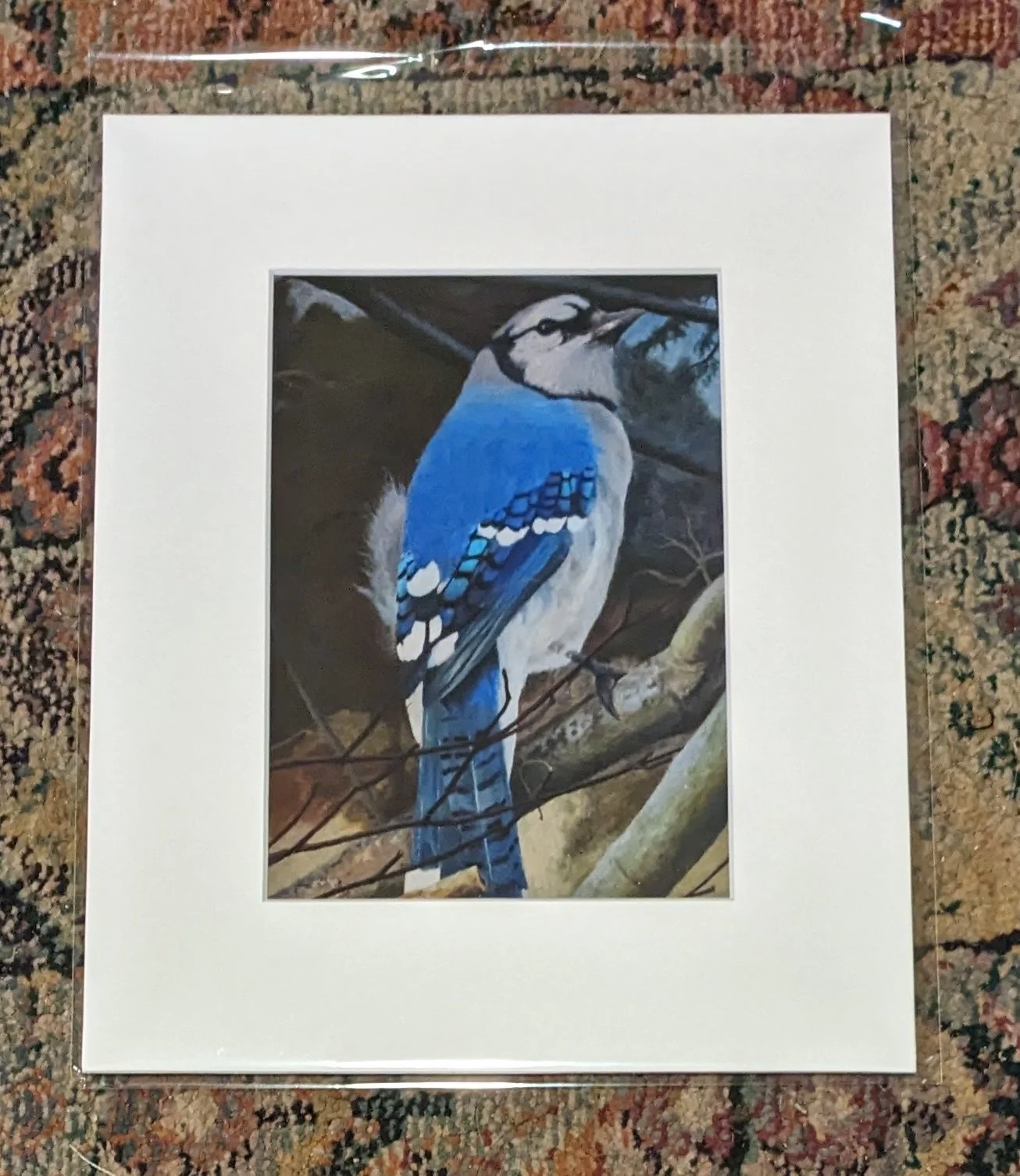 5x7 bluejay on branch.jpg