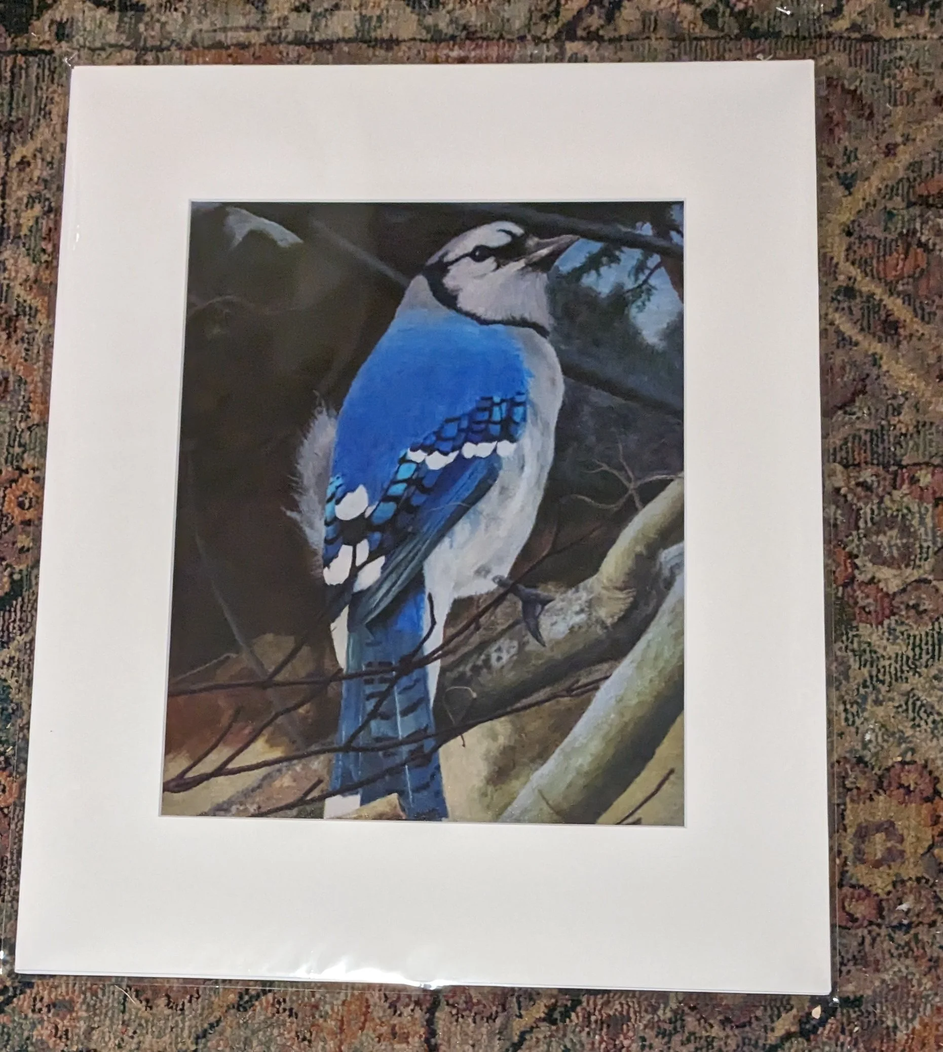 11x14 bluejay on branch.jpg