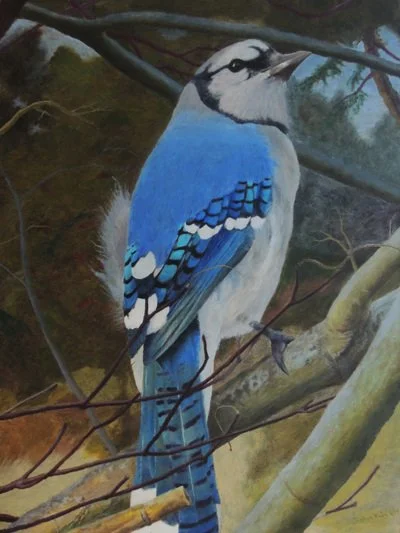 Blue+Jay+on+Branch+lores.jpg
