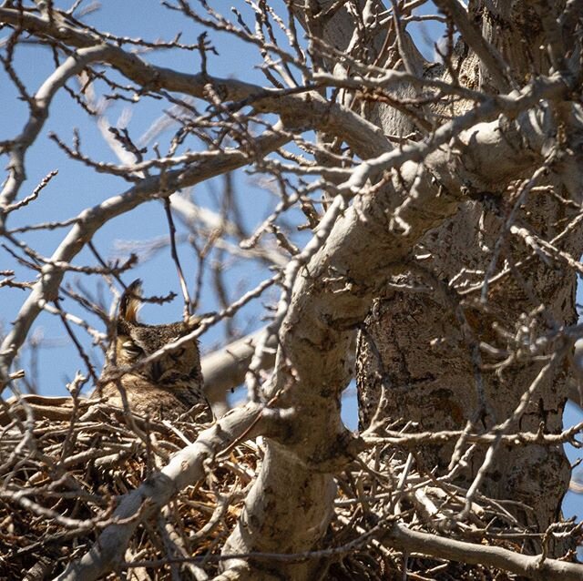 This nest used to belong to Red Tailed Hawks, but has been taken over by owls. #utahwildlife #greathornedowl
