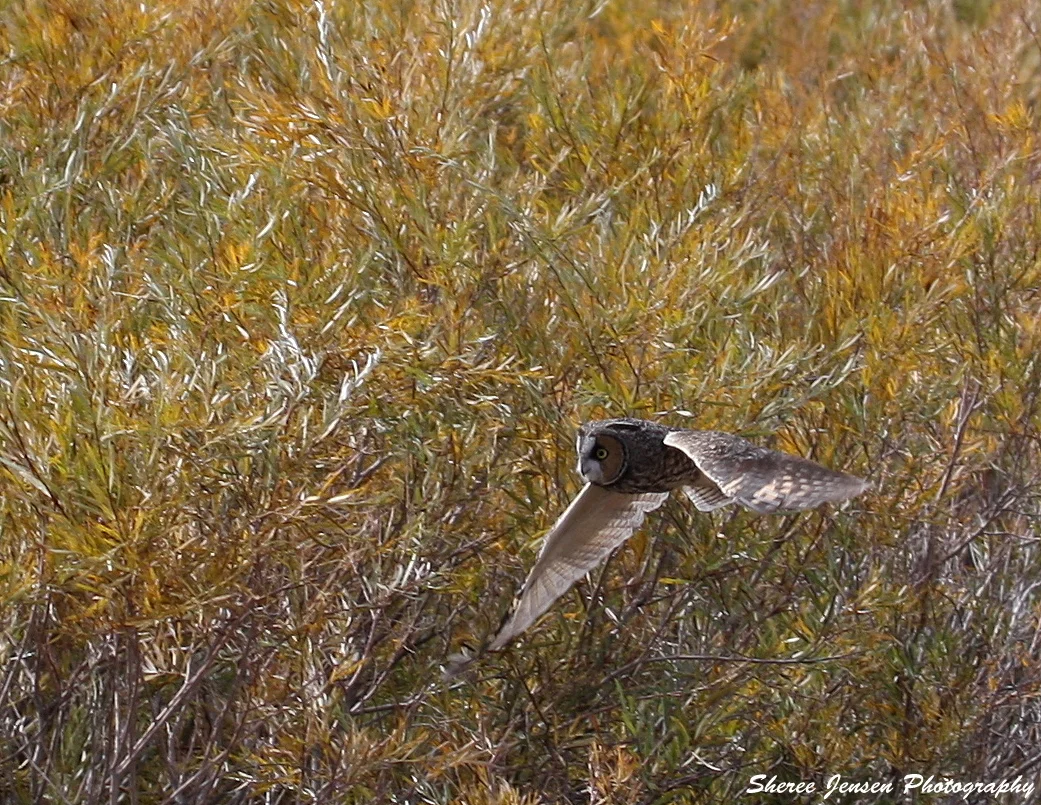 Copy of IMG_2939.JPG