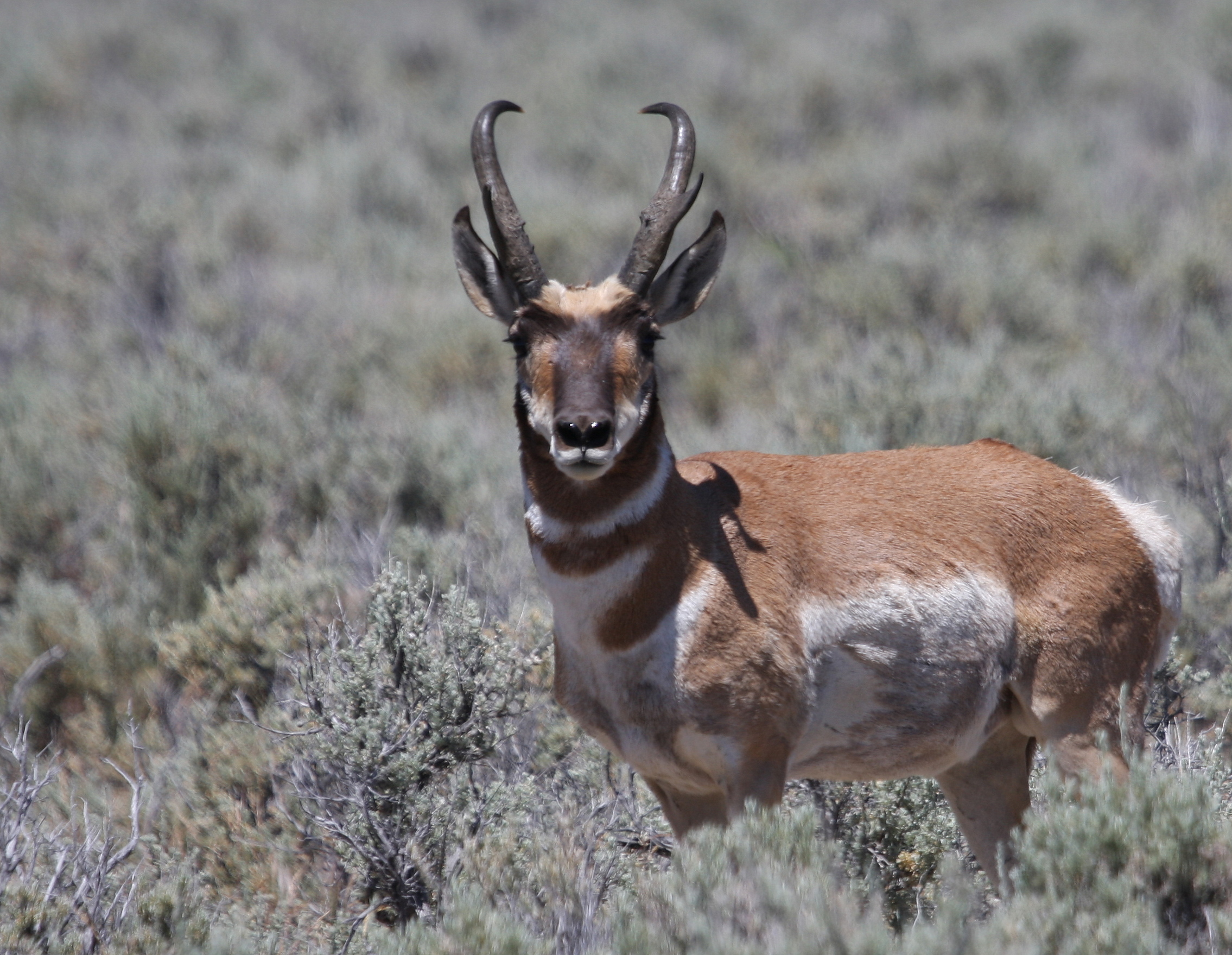 antelope 036.JPG