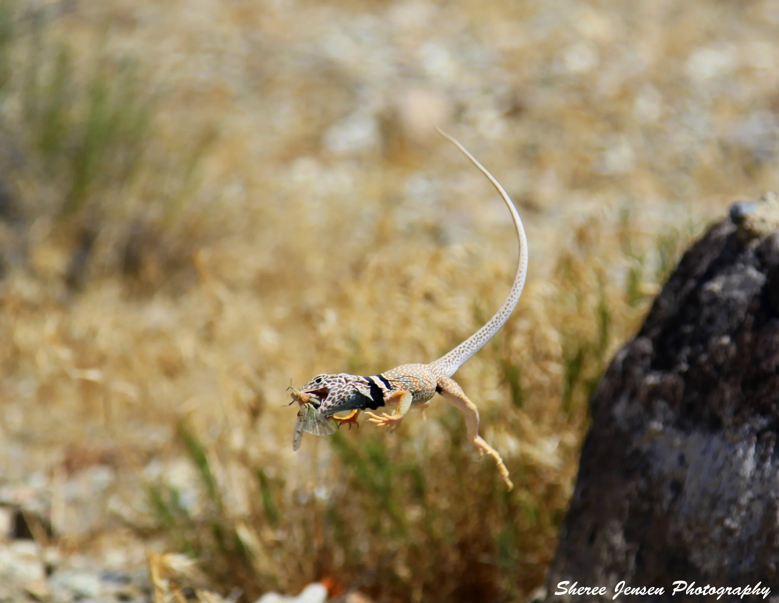 IMG_0699 - Copy - Copy - Copy.JPG